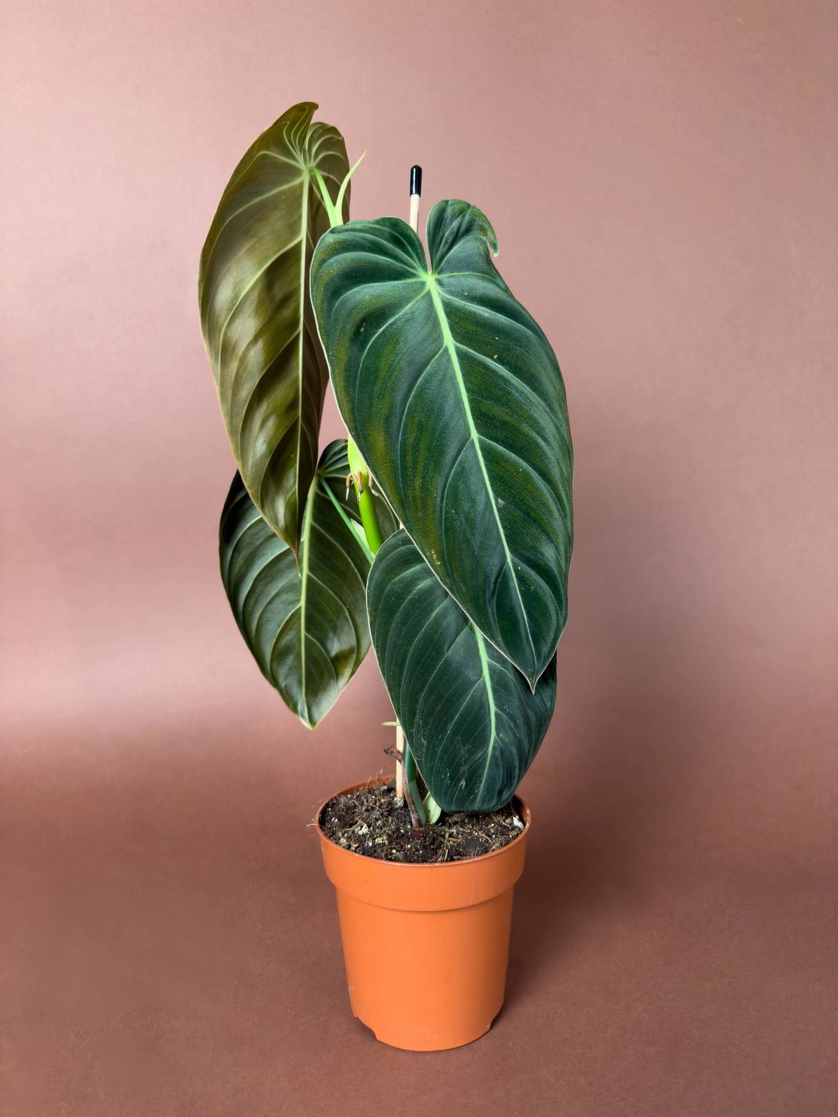 Kadife Yapraklı Filodendron (Philodendron melanochrysum), 40 cm, büyük yapraklı form, görsel 1 / 3