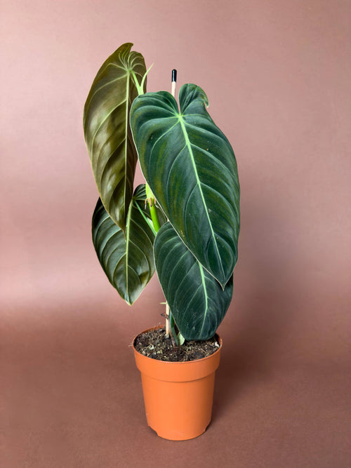 Kadife Yapraklı Filodendron (Philodendron melanochrysum)
