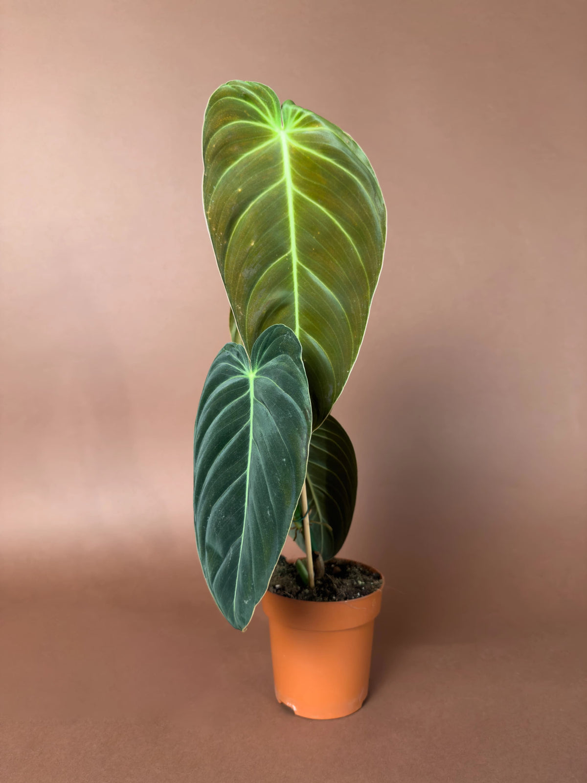 Kadife Yapraklı Filodendron (Philodendron melanochrysum), 40 cm, büyük yapraklı form, görsel 2 / 3