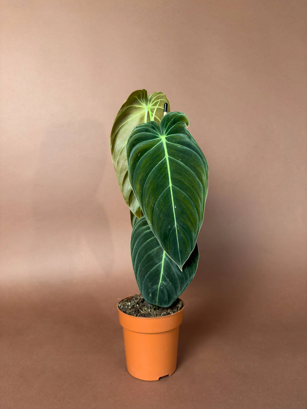 Kadife Yapraklı Filodendron (Philodendron melanochrysum), 40 cm, büyük yapraklı form, görsel 3 / 3