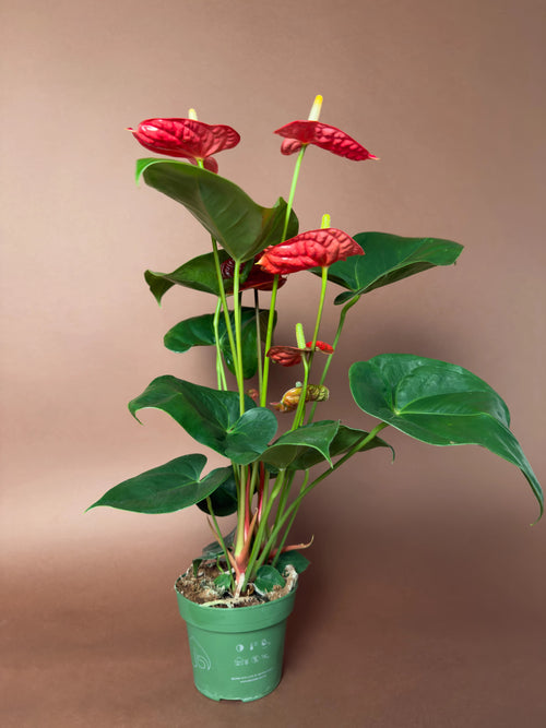 Kırmızı Antoryum (Anthurium andraeanum)