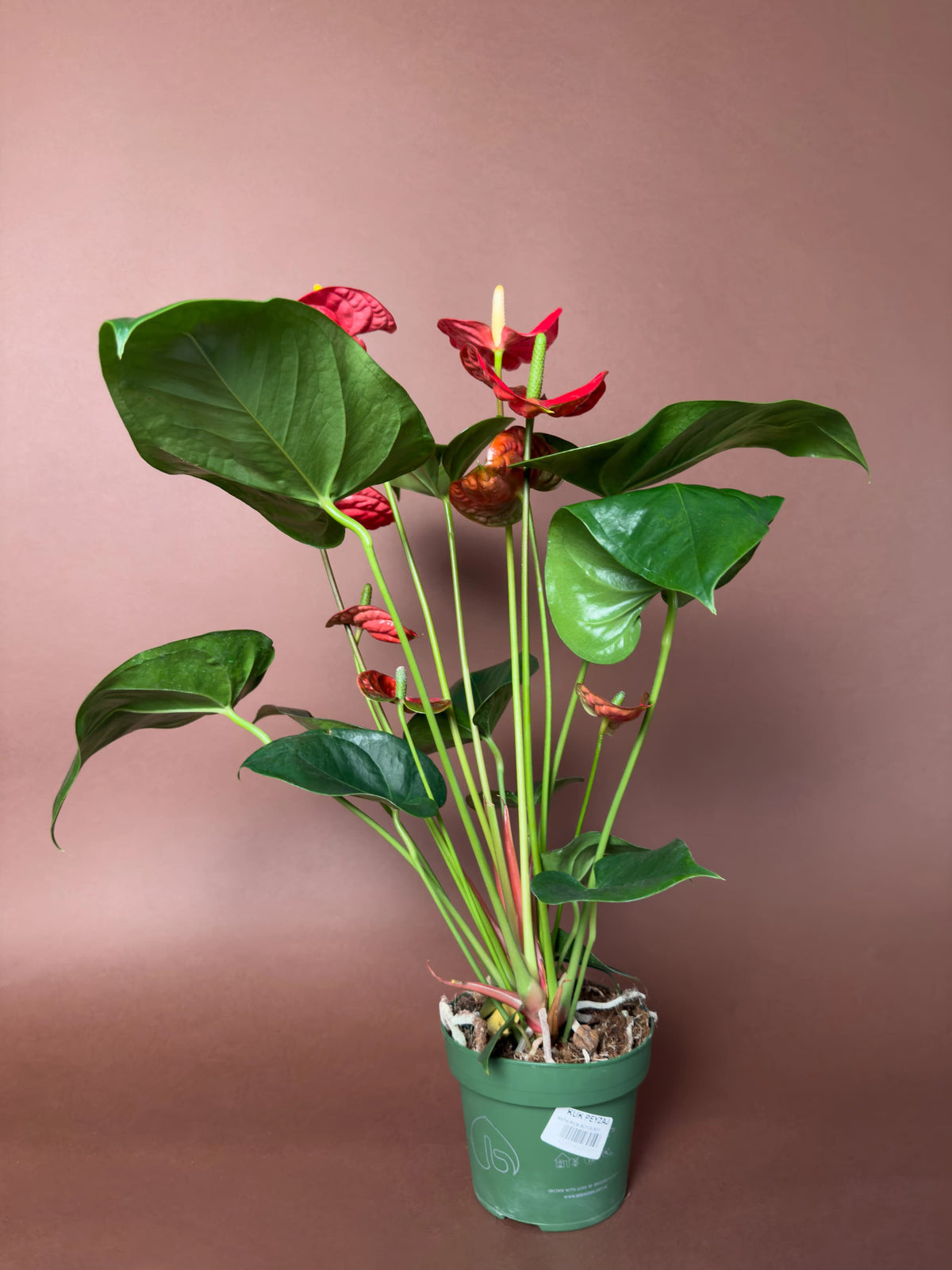Kırmızı Antoryum (Anthurium andraeanum), Büyük boy, 50 cm, dik formlu ve bol çiçekli, görsel 2 / 3