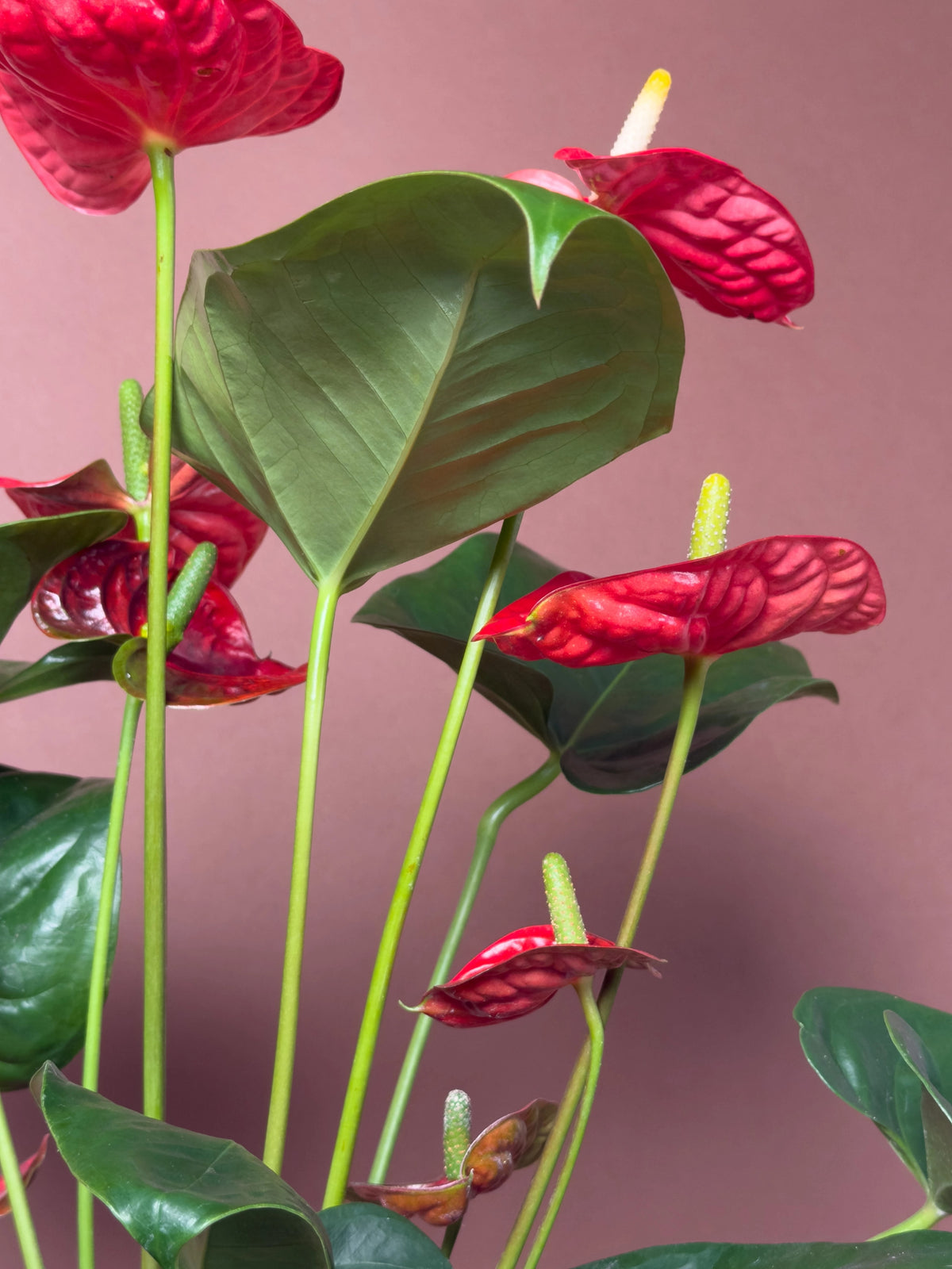 Kırmızı Antoryum (Anthurium andraeanum), Büyük boy, 50 cm, dik formlu ve bol çiçekli, görsel 3 / 3