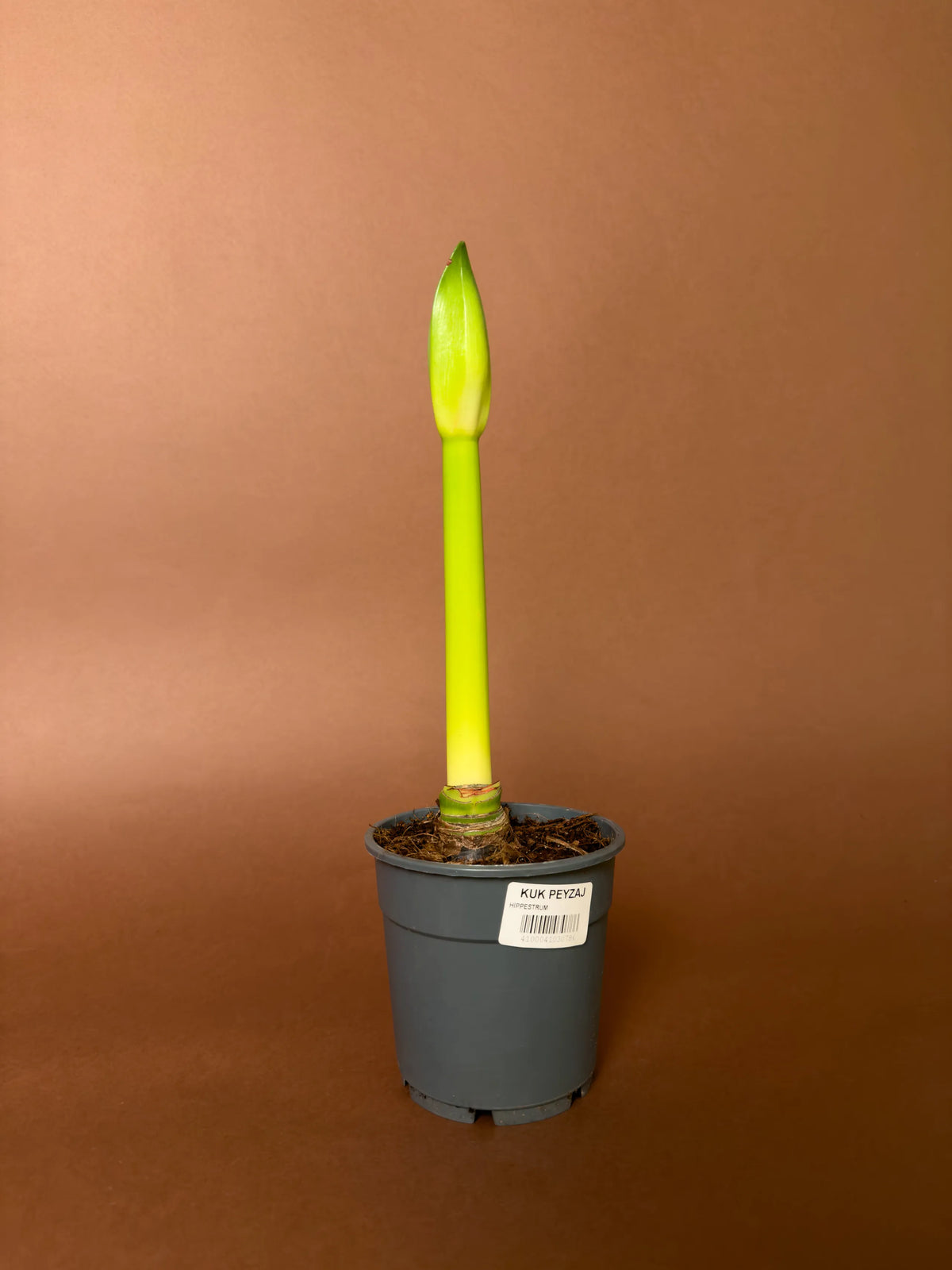 Hippeastrum (Amaryllis), 20 cm, renkli çiçekli form, görsel 1 / 2
