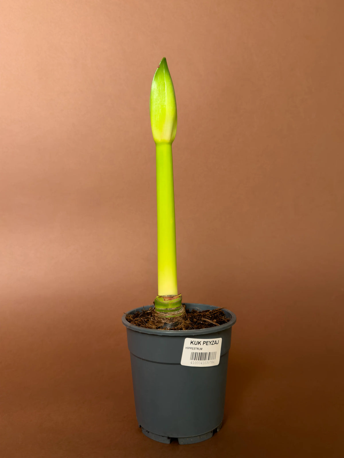Hippeastrum (Amaryllis), 20 cm, renkli çiçekli form, görsel 2 / 2