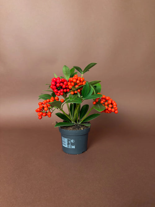 Japon Skimmia (Skimmia japonica 'Red Star')