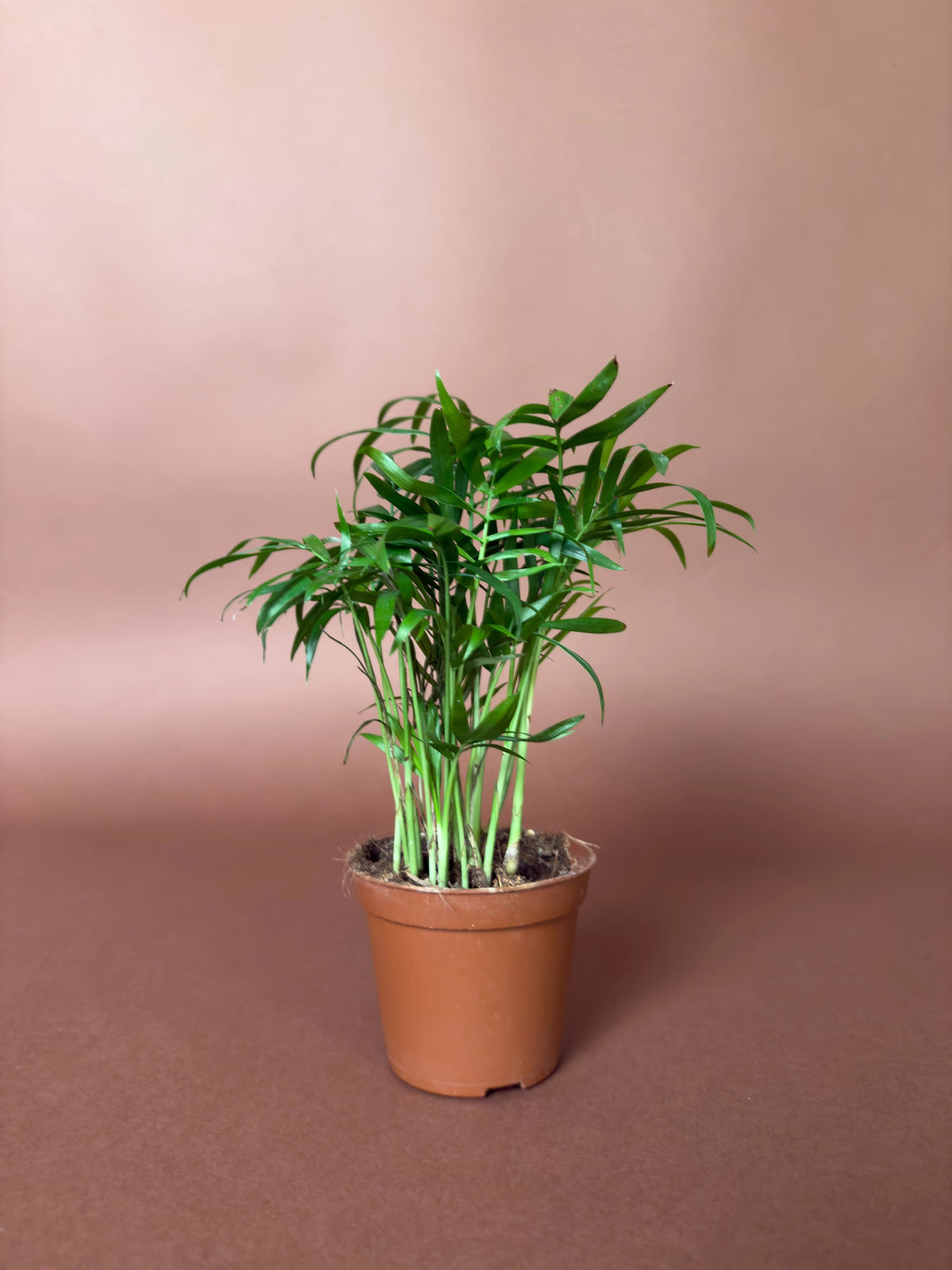 Areka (Chamaedorea elegans), Mini, 15 cm, mini kompakt form, görsel 1 / 2