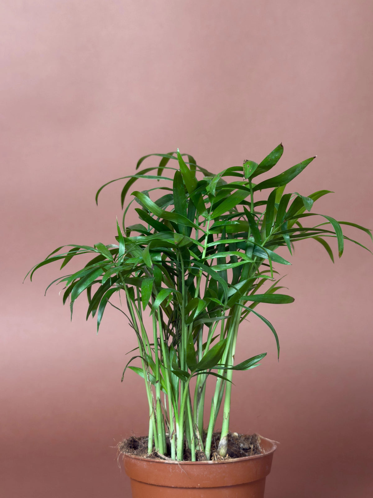 Areka (Chamaedorea elegans), Mini, 15 cm, mini kompakt form, görsel 2 / 2