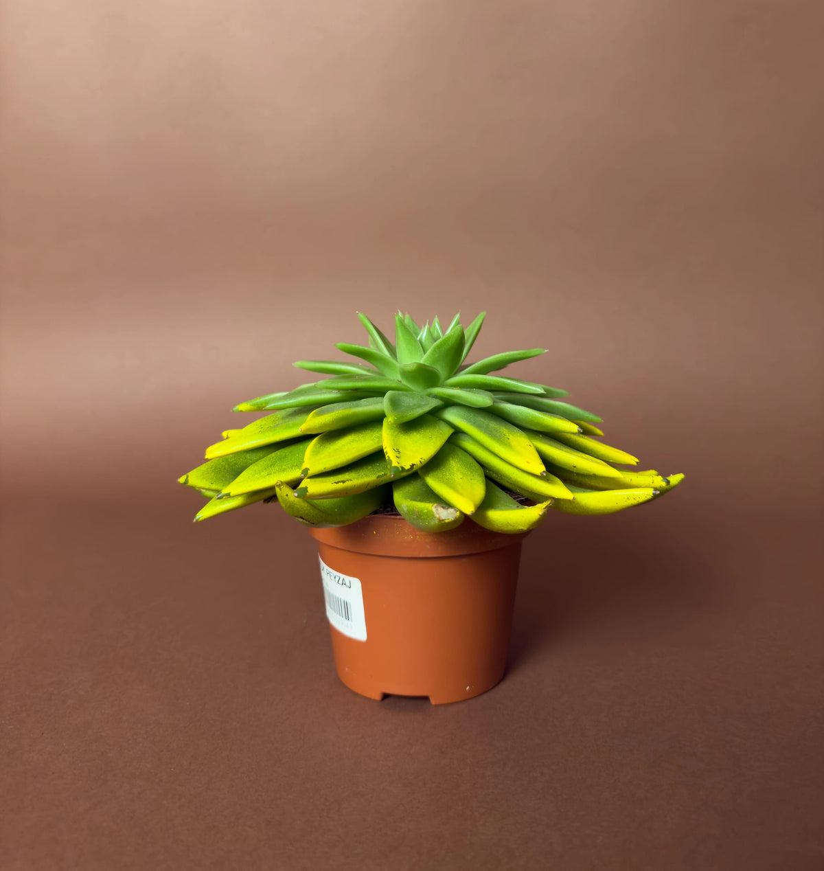 Rozet Sukulent (Echeveria), 15 cm, renkli uçlu form, görsel 5 / 6