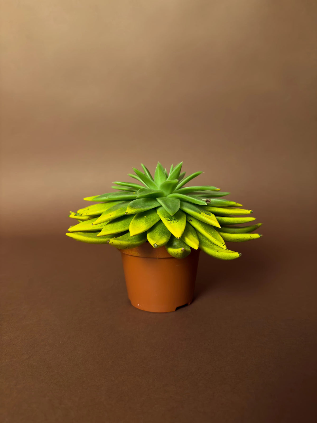Rozet Sukulent (Echeveria), 15 cm, renkli uçlu form, görsel 6 / 6