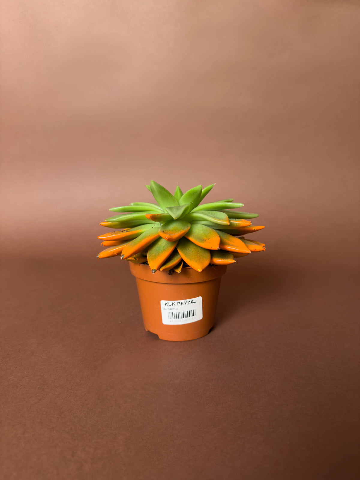 Rozet Sukulent (Echeveria), 15 cm, renkli uçlu form, görsel 1 / 6