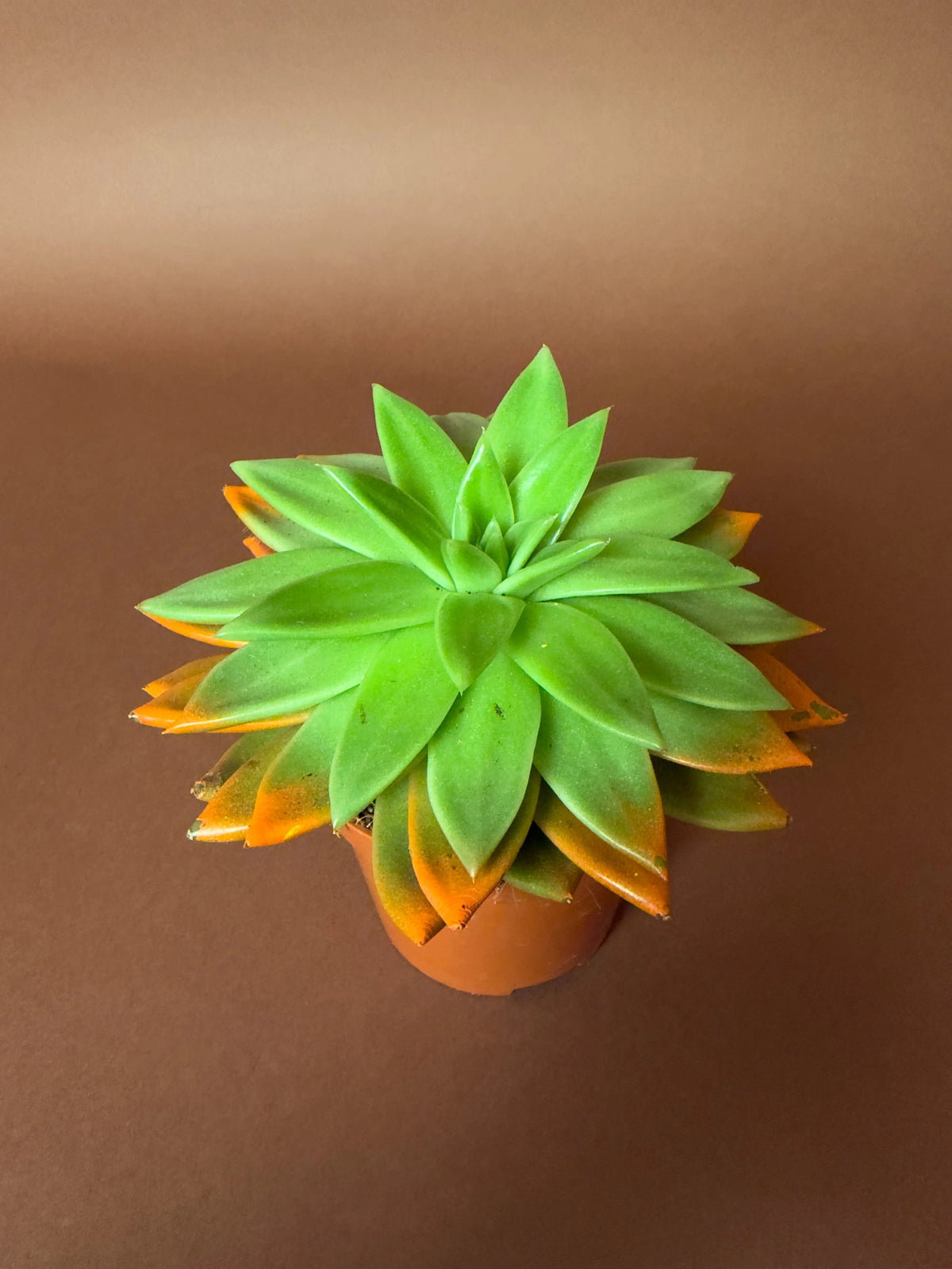 Rozet Sukulent (Echeveria), 15 cm, renkli uçlu form, görsel 2 / 6