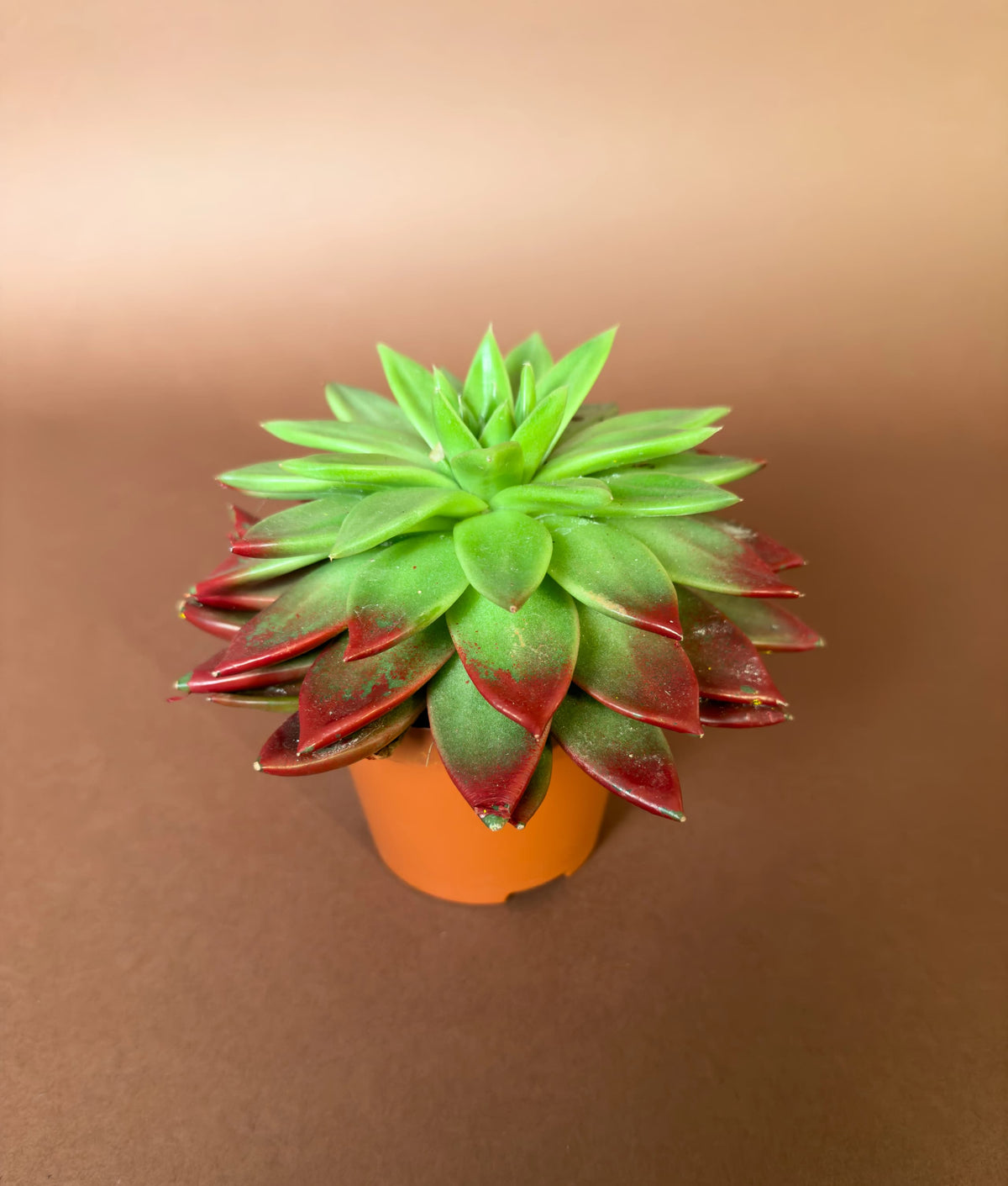 Rozet Sukulent (Echeveria), 15 cm, renkli uçlu form, görsel 4 / 6