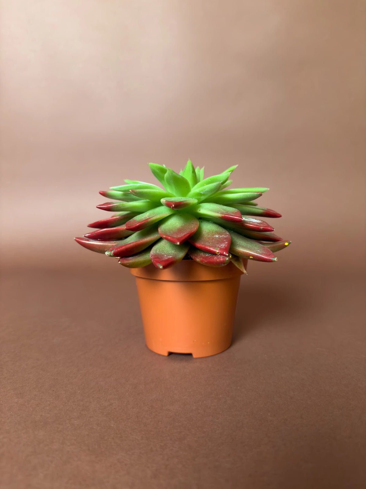 Rozet Sukulent (Echeveria), 15 cm, renkli uçlu form, görsel 3 / 6