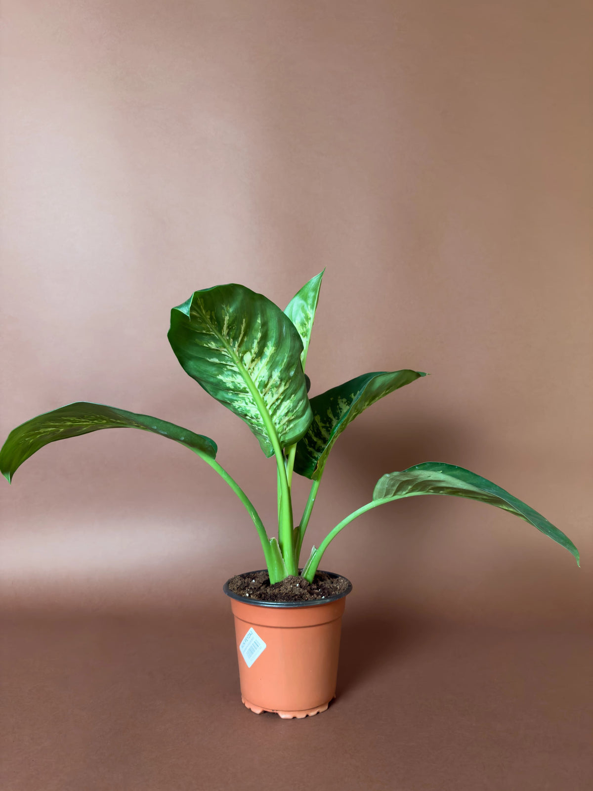Difenbahya (Dieffenbachia), 36 cm, mini kompakt form, görsel 1 / 3