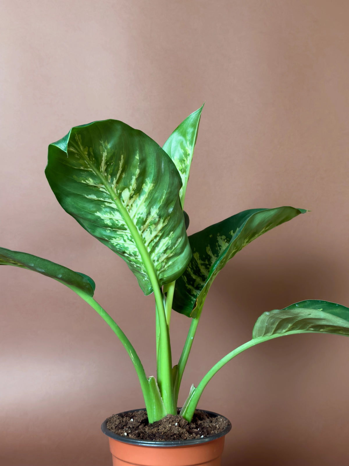 Difenbahya (Dieffenbachia), 36 cm, mini kompakt form, görsel 2 / 3
