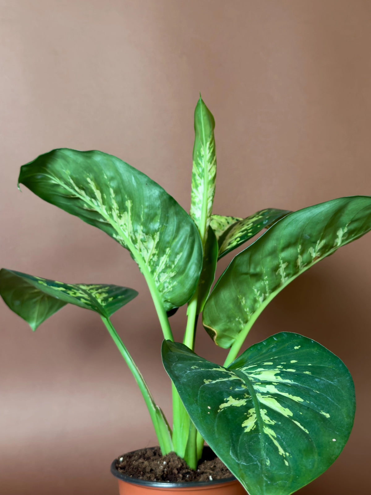 Difenbahya (Dieffenbachia), 36 cm, mini kompakt form, görsel 3 / 3