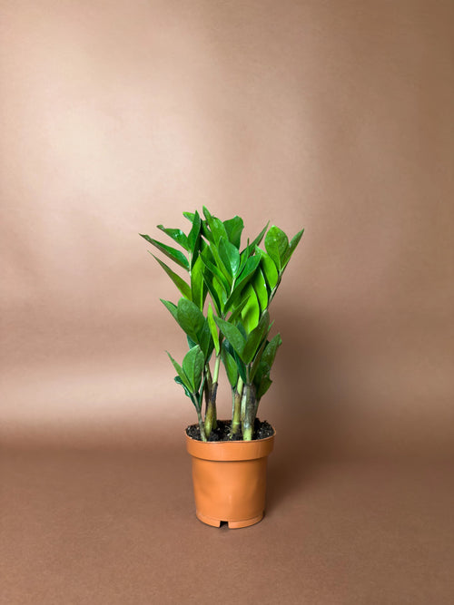 Zamia (Zamioculcas zamiifolia)