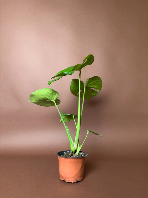 Deve Tabanı (Monstera deliciosa)