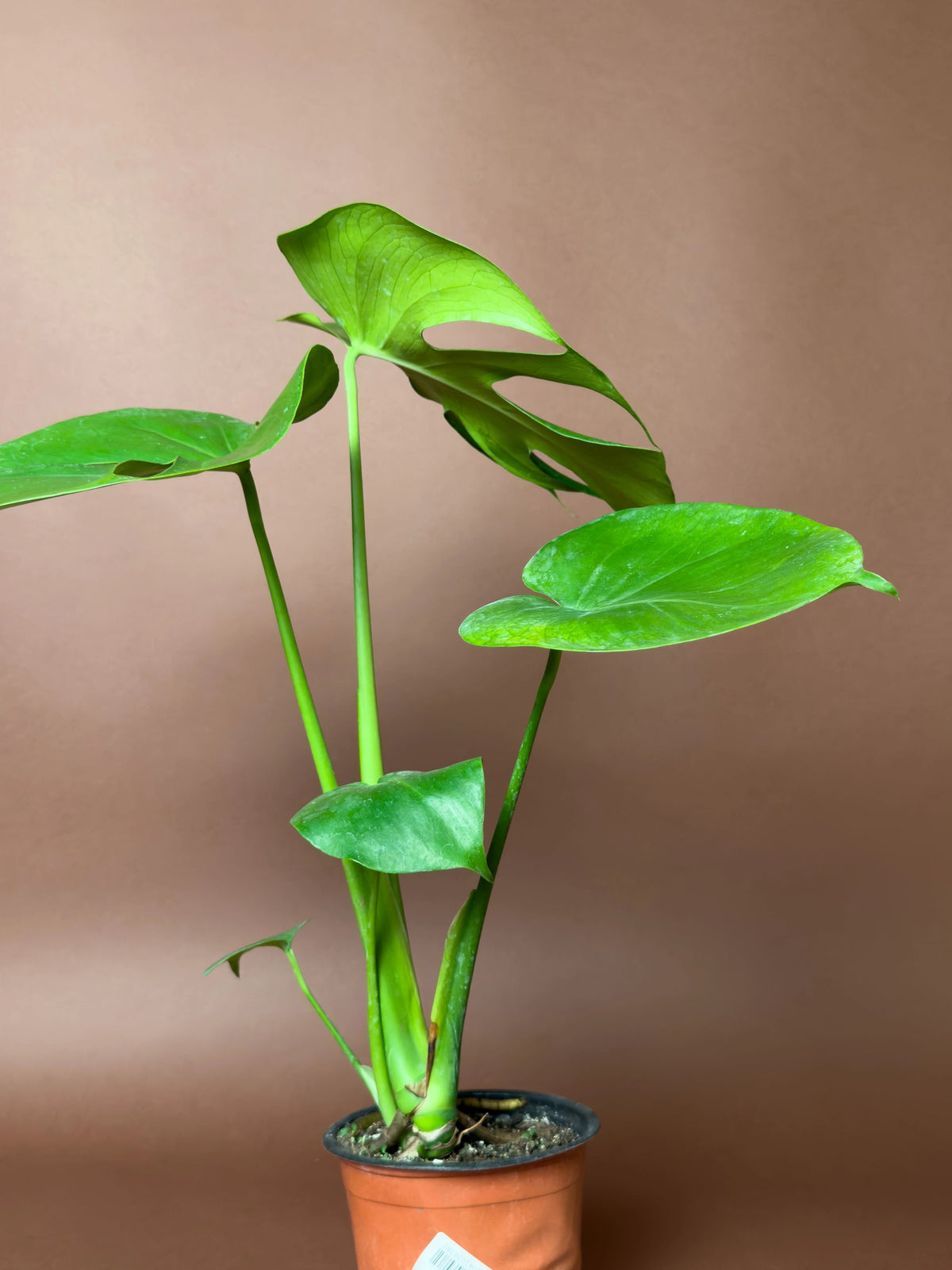 Deve Tabanı (Monstera deliciosa), 42 cm, mini form, görsel 3 / 3