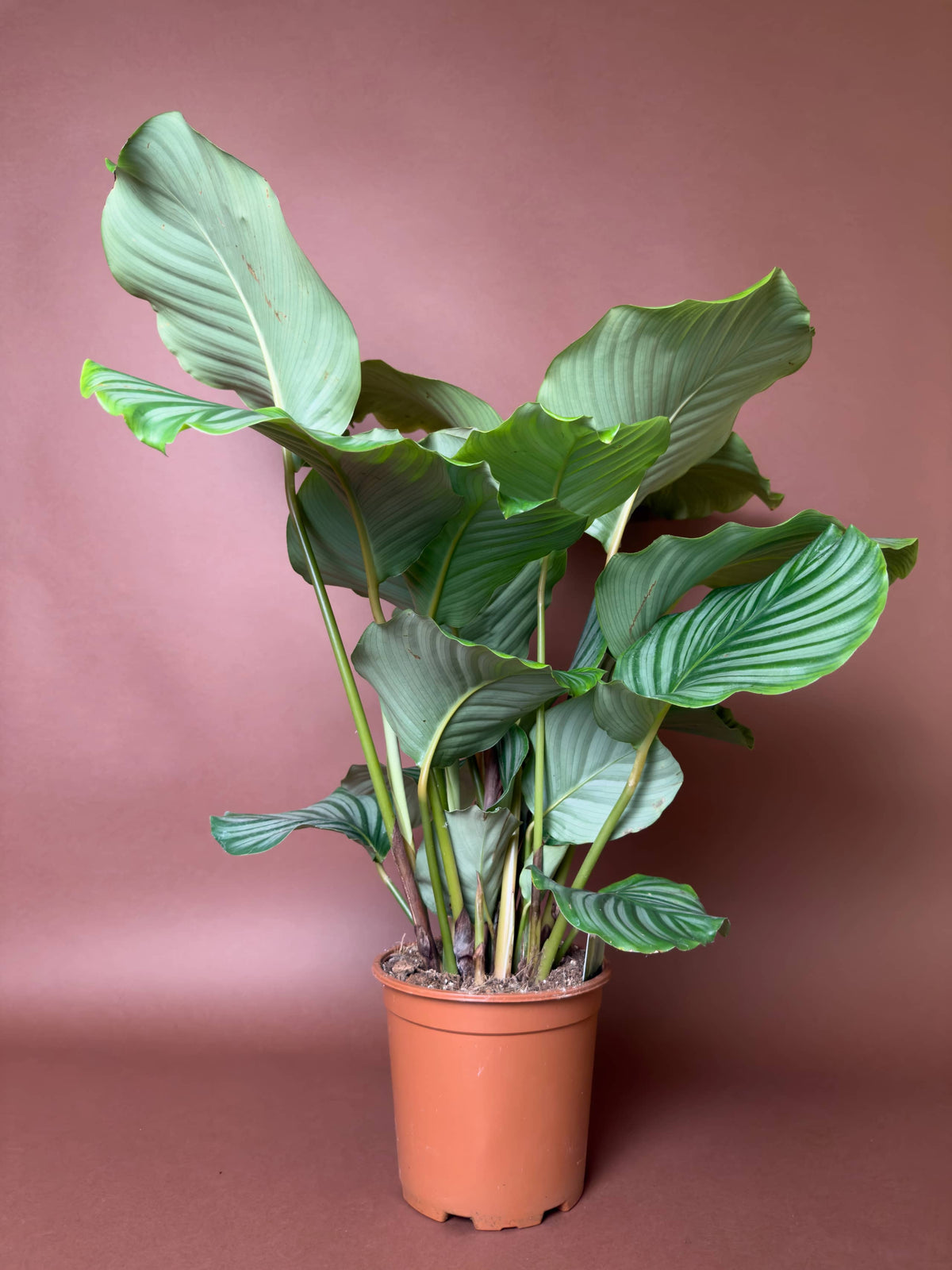 Dua Çiçeği (Calathea orbifolia), 110 cm, desenli yapraklı form, görsel 1 / 4