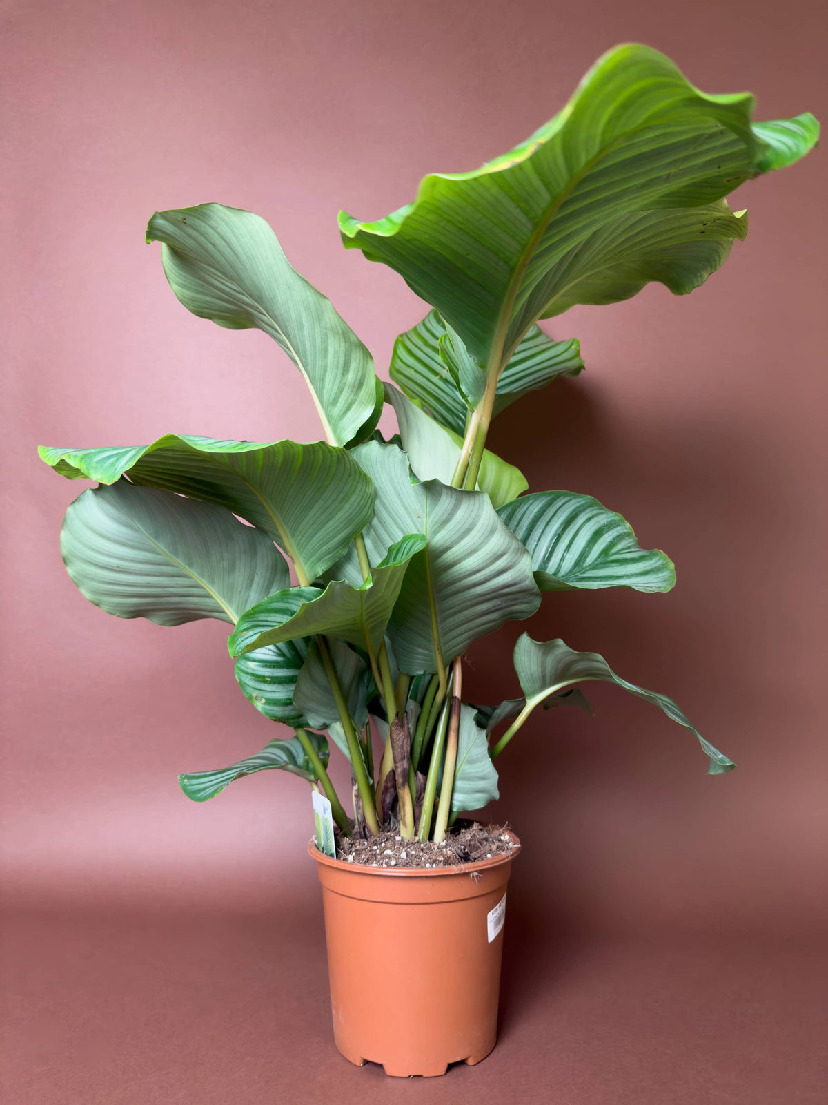 Dua Çiçeği (Calathea orbifolia), 110 cm, desenli yapraklı form, görsel 2 / 4