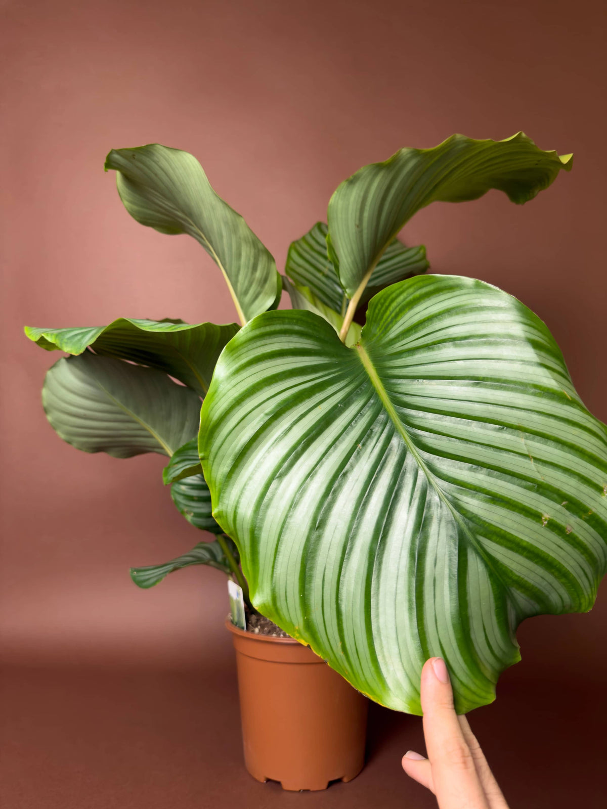 Dua Çiçeği (Calathea orbifolia), 110 cm, desenli yapraklı form, görsel 3 / 4