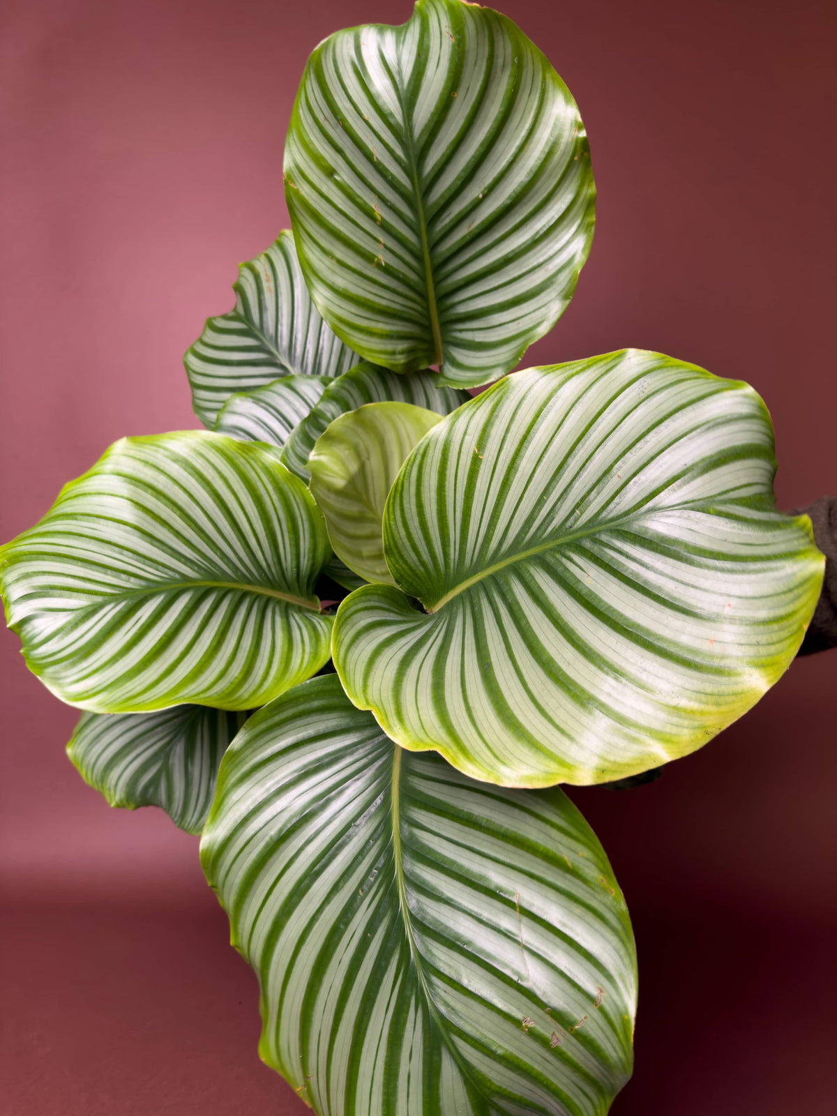 Dua Çiçeği (Calathea orbifolia), 110 cm, desenli yapraklı form, görsel 4 / 4