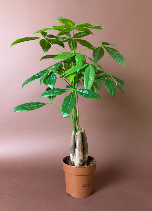 Para Ağacı (Pachira aquatica)