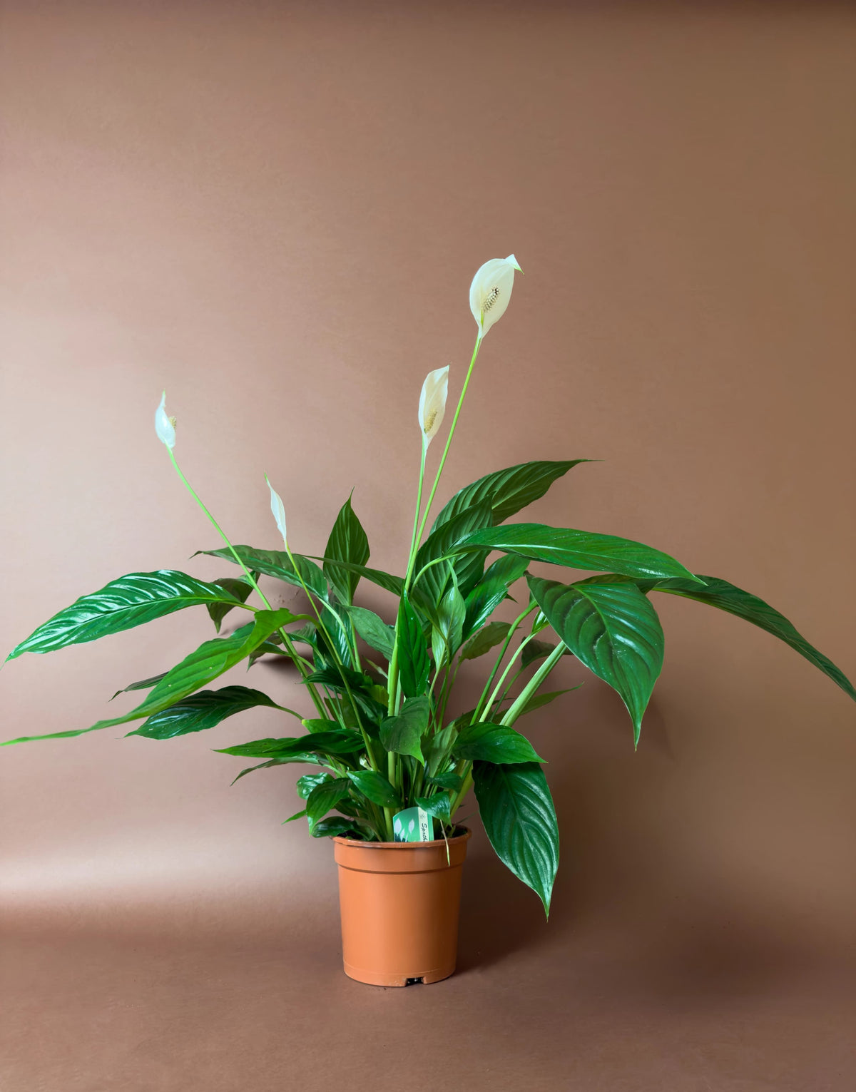 Barış Çiçeği (Spathiphyllum), 80 cm, çiçekli form, görsel 1 / 3