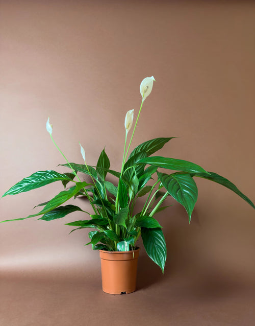 Barış Çiçeği (Spathiphyllum)