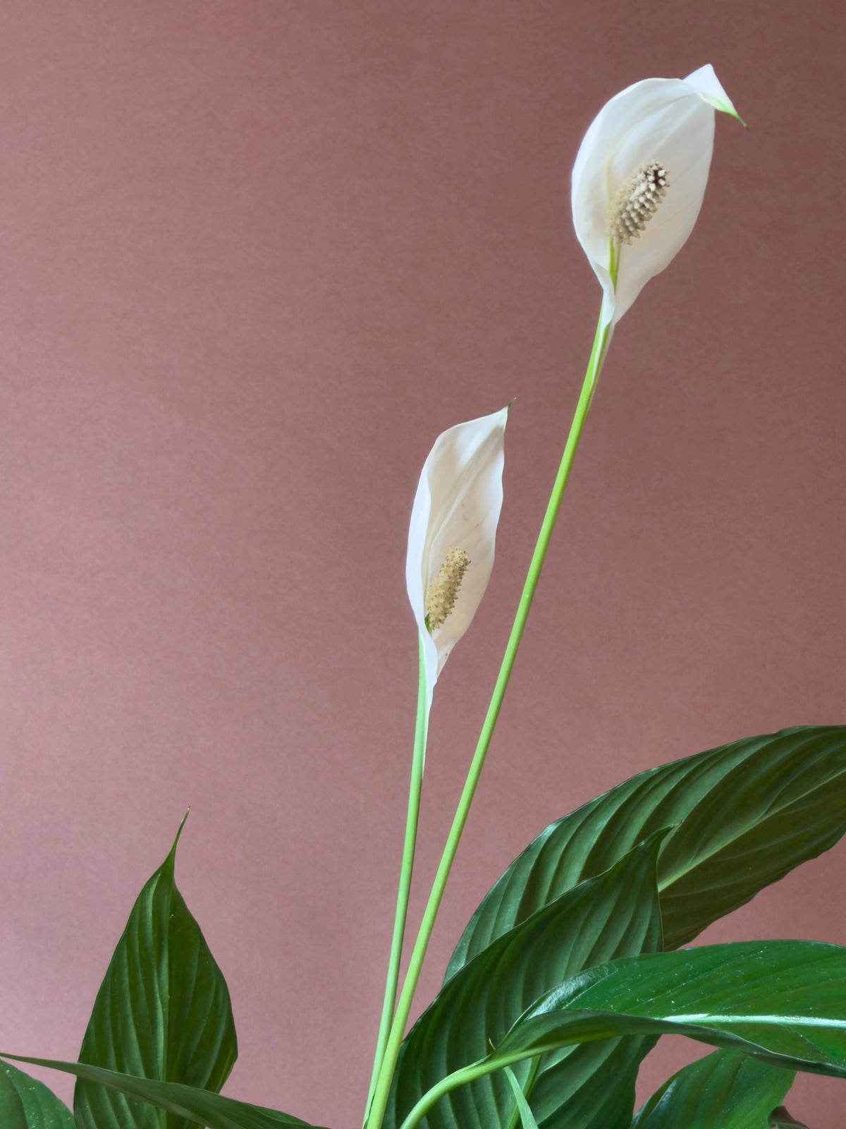 Barış Çiçeği (Spathiphyllum), 80 cm, çiçekli form, görsel 2 / 3