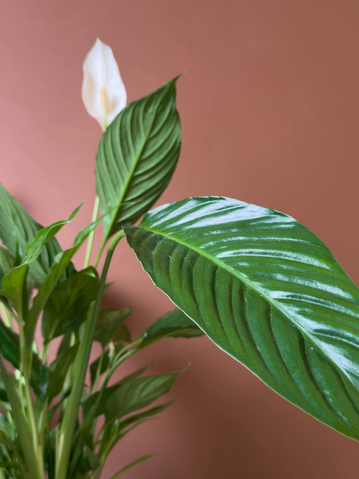 Barış Çiçeği (Spathiphyllum), 80 cm, çiçekli form, görsel 3 / 3