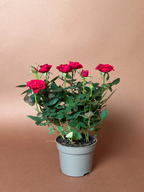 Bodur Gül (Rosa chinensis minima)