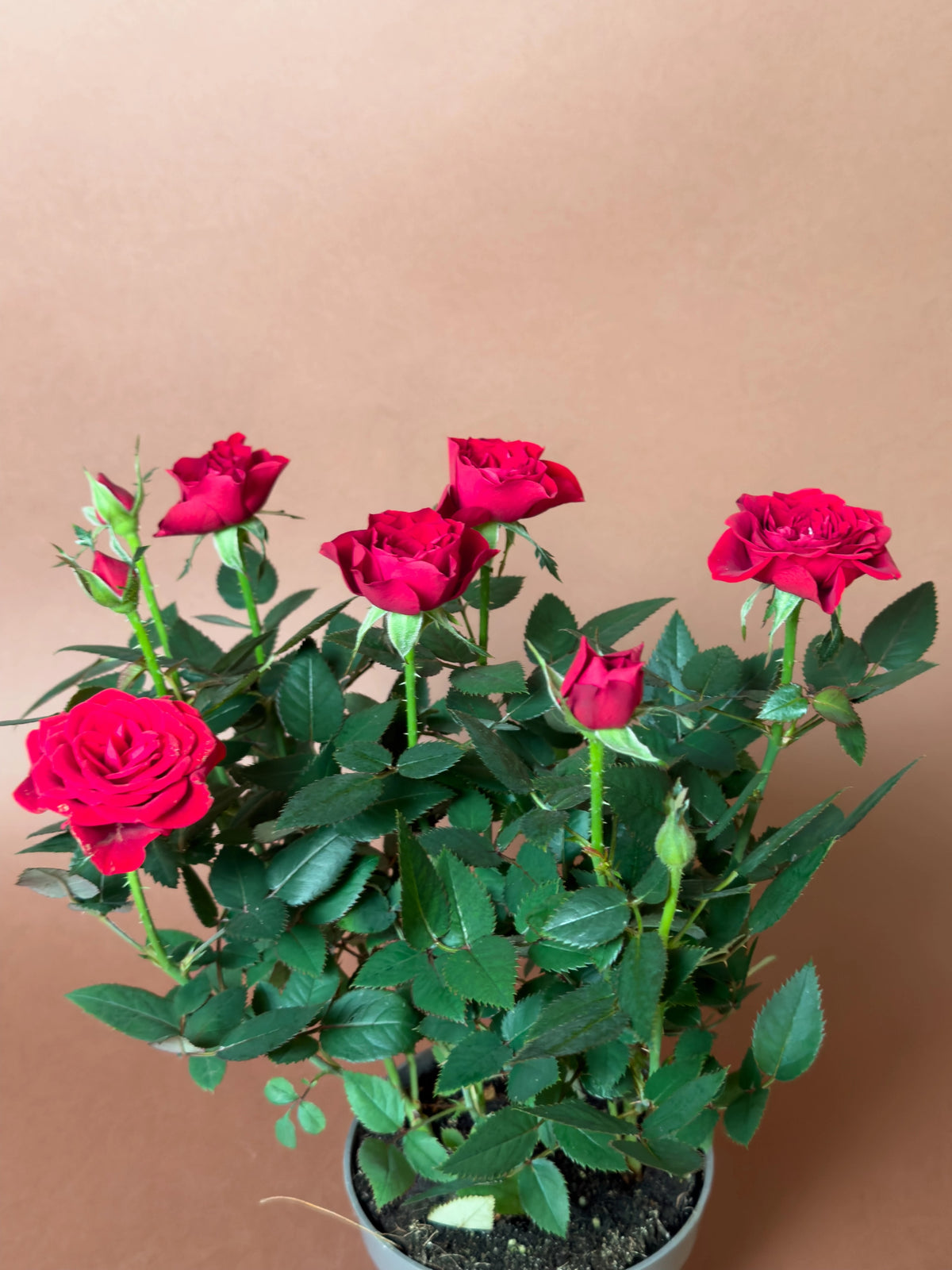 Bodur Gül (Rosa chinensis minima), 23 cm, çiçekli form, görsel 3 / 8