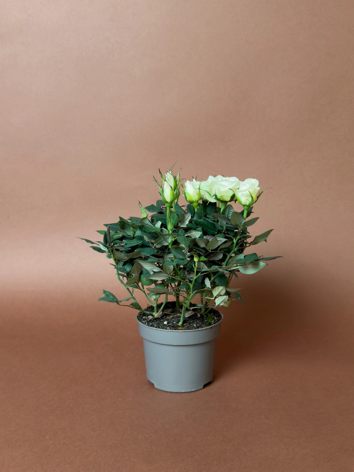 Bodur Gül (Rosa chinensis minima), 23 cm, çiçekli form, görsel 7 / 8