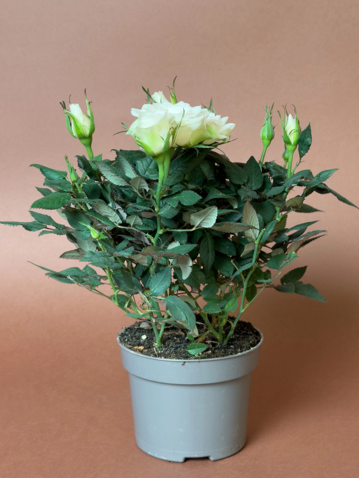 Bodur Gül (Rosa chinensis minima), 23 cm, çiçekli form, görsel 8 / 8