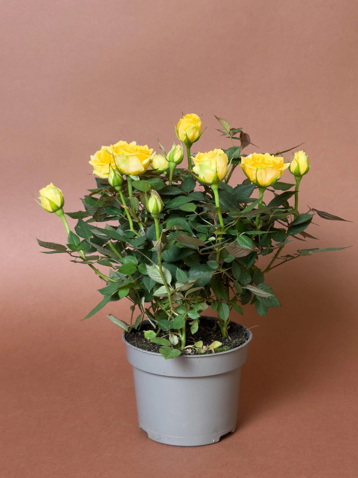 Bodur Gül (Rosa chinensis minima), 23 cm, çiçekli form, görsel 4 / 8