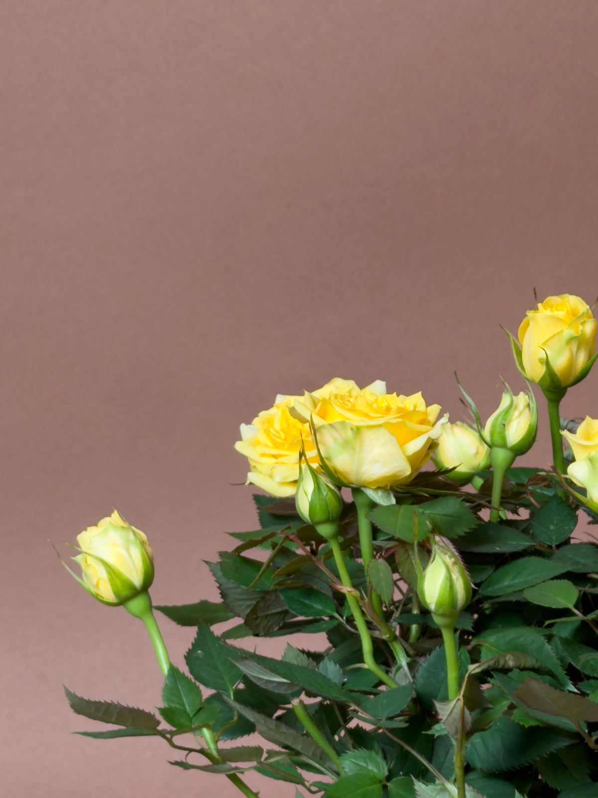 Bodur Gül (Rosa chinensis minima), 23 cm, çiçekli form, görsel 5 / 8