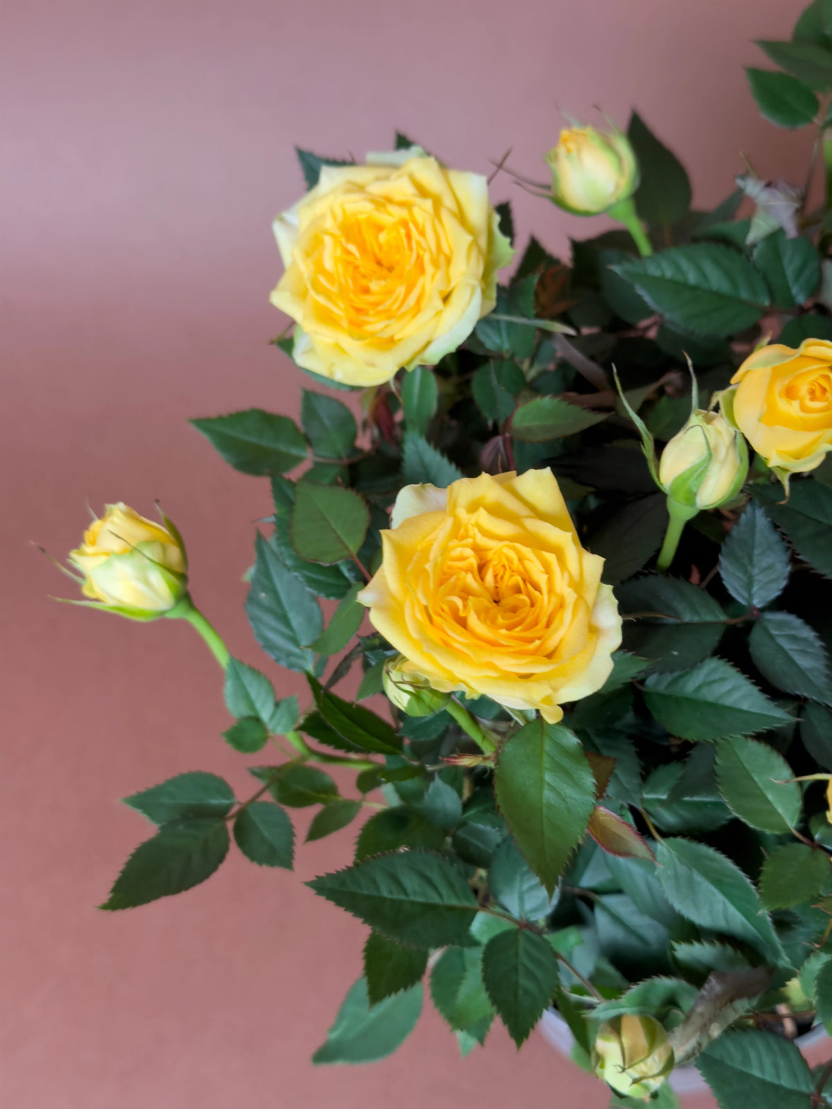 Bodur Gül (Rosa chinensis minima), 23 cm, çiçekli form, görsel 6 / 8