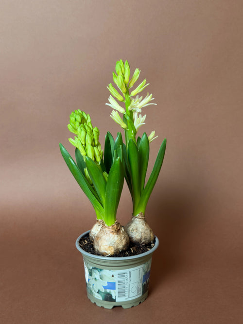 Sümbül (Hyacinthus orientalis)