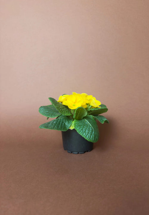 Çuha Çiçeği (Primula vulgaris)