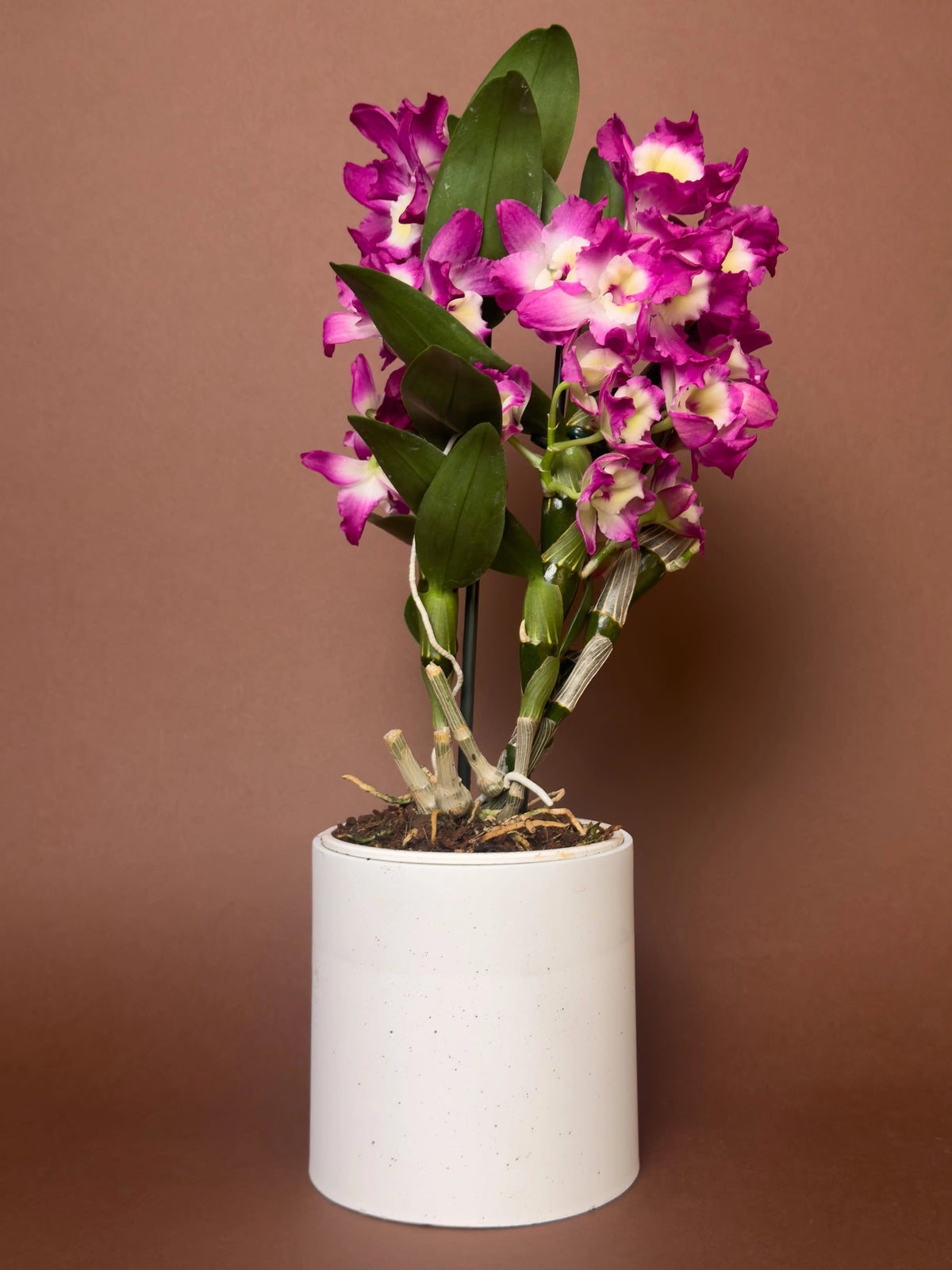 Dendrobium orkidesi (Dendrobium nobile), 30 cm, çiçekli form, görsel 2 / 3
