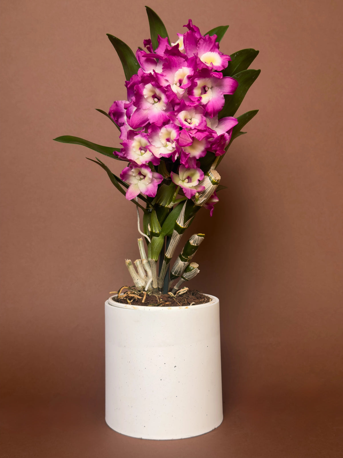 Dendrobium orkidesi (Dendrobium nobile), 30 cm, çiçekli form, görsel 1 / 3