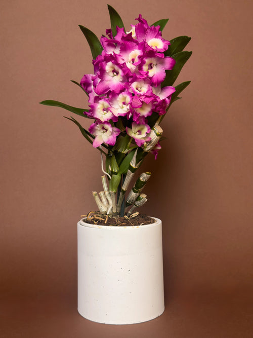 Dendrobium orkidesi (Dendrobium nobile)