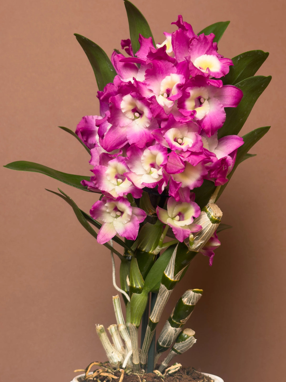 Dendrobium orkidesi (Dendrobium nobile), 30 cm, çiçekli form, görsel 3 / 3