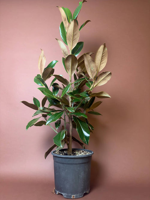 Manolya (Magnolia grandiflora)