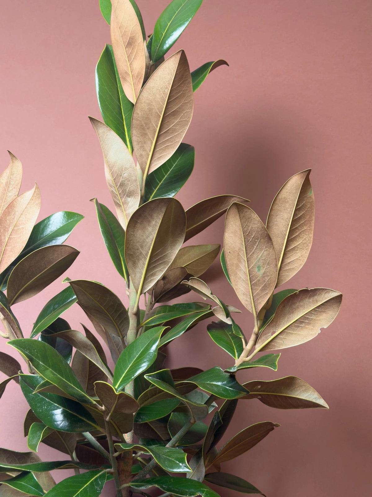 Manolya (Magnolia grandiflora), 200 cm, parlak yapraklı form, görsel 3 / 3