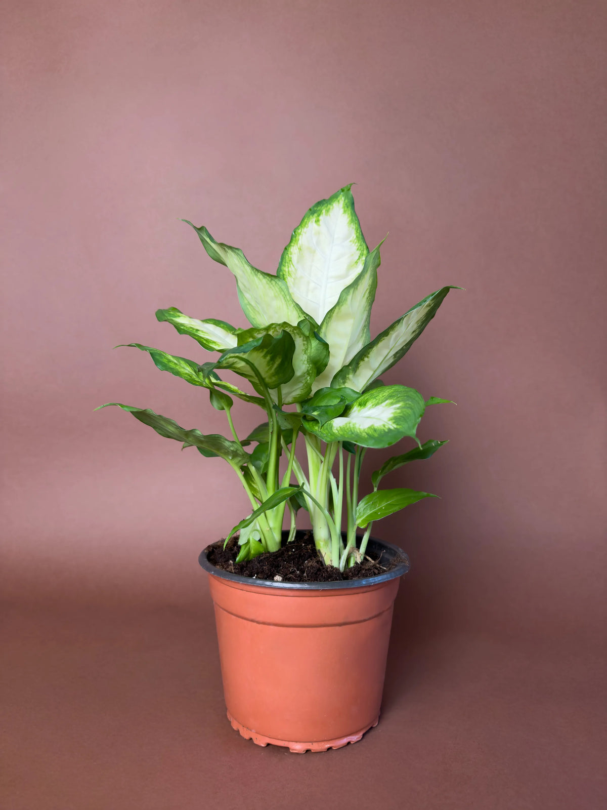 Difenbahya (Dieffenbachia 'Camille'), 40 cm, alacalı yapraklı form, görsel 1 / 3