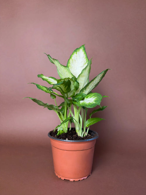 Difenbahya (Dieffenbachia 'Camille')